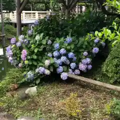 亀戸天神社の自然