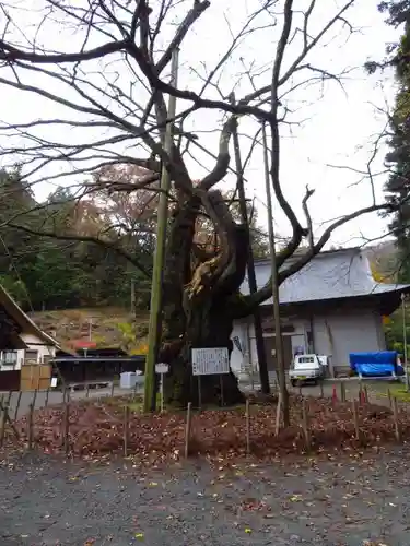 雲峰寺の自然