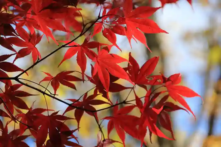 豊景神社の自然