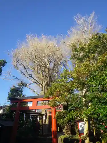 由比若宮（元鶴岡八幡宮）の鳥居