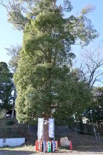 玉前神社(千葉県)