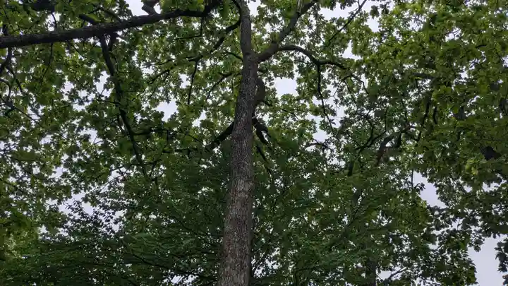 屈足神社の自然