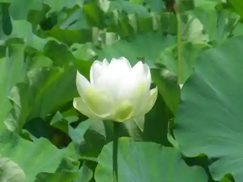 鶴岡八幡宮の自然