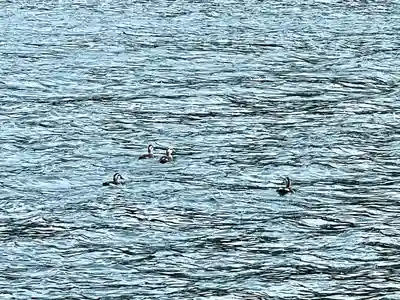 仁科神社(長野県)