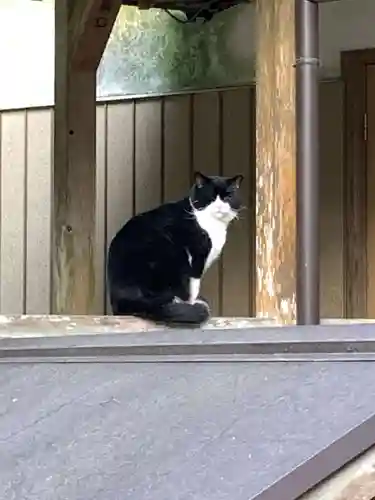 熊野三所神社の動物