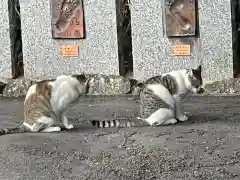 千光寺の動物