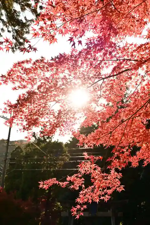 大瀧神社(滋賀県)