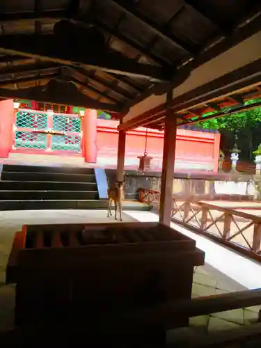 春日大社 若宮（春日若宮）(奈良県)