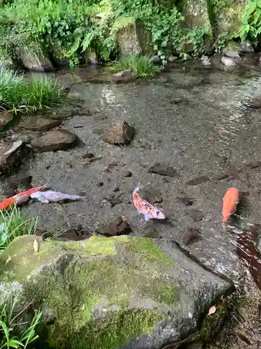 玉簾神社の動物