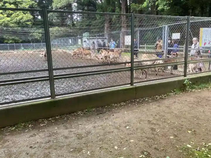 鹿島神宮の動物
