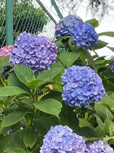 吉祥寺(埼玉県)