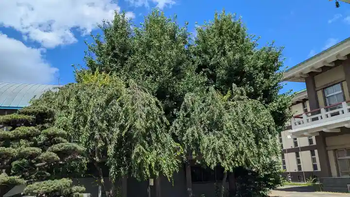 西本願寺札幌別院の自然