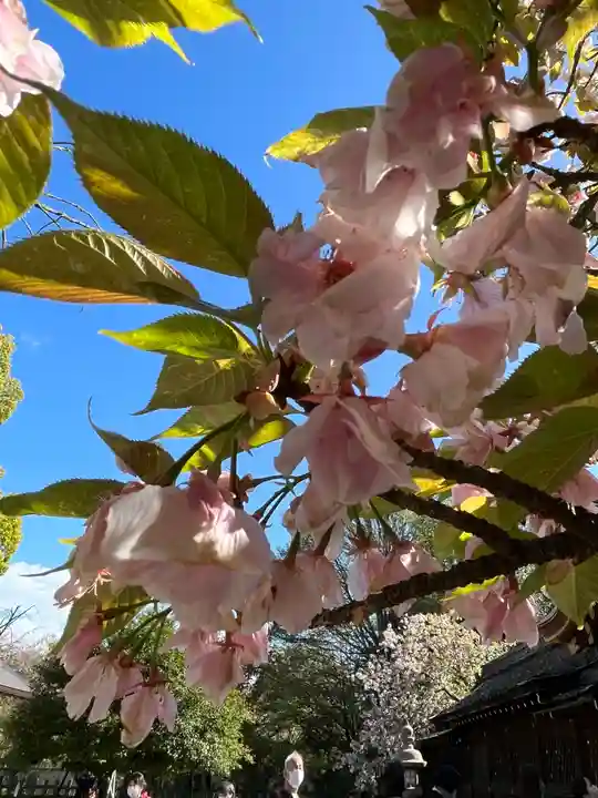 平野神社(京都府)
