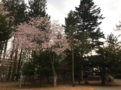 大谷地神社の自然