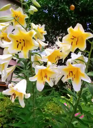本郷氷川神社(東京都)
