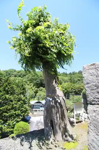 夫婦木神社(山梨県)