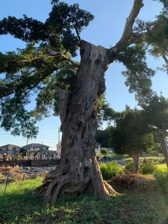 円城寺(千葉県)
