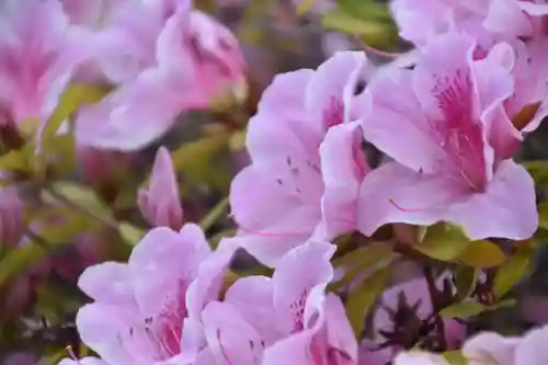 豊国神社の自然
