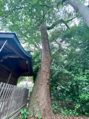 伊豫豆比古命神社(愛媛県)