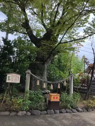 溝口神社の自然