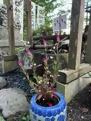 坪沼八幡神社(宮城県)
