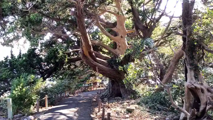 大瀬神社の自然