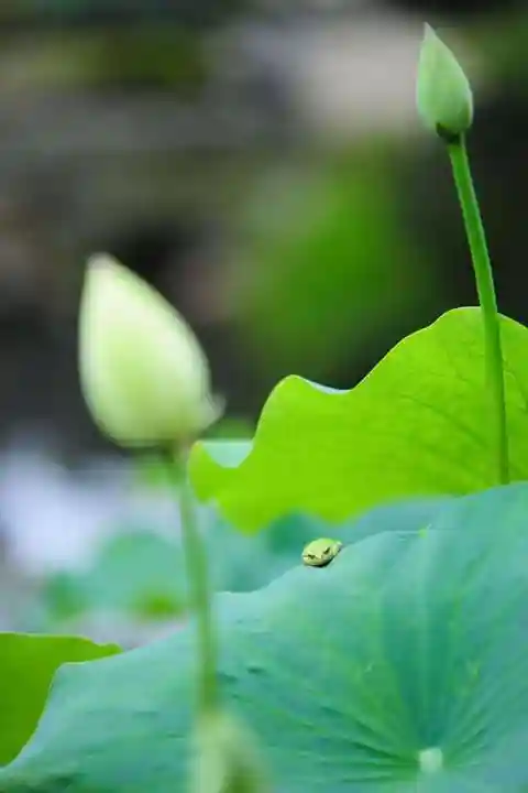 浄土寺(兵庫県)