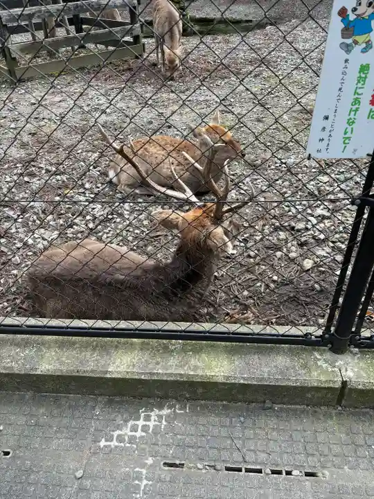 彌彦神社(新潟県)