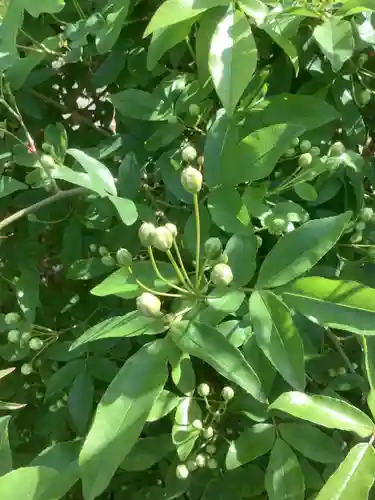 三輪神社の自然