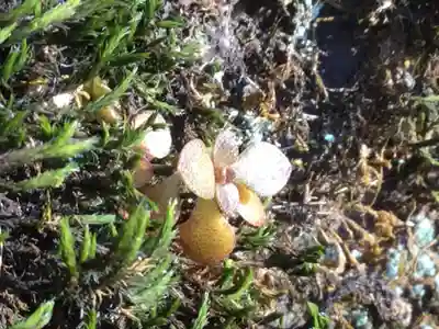 白瀧神社の自然