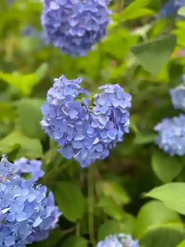 三室戸寺の自然