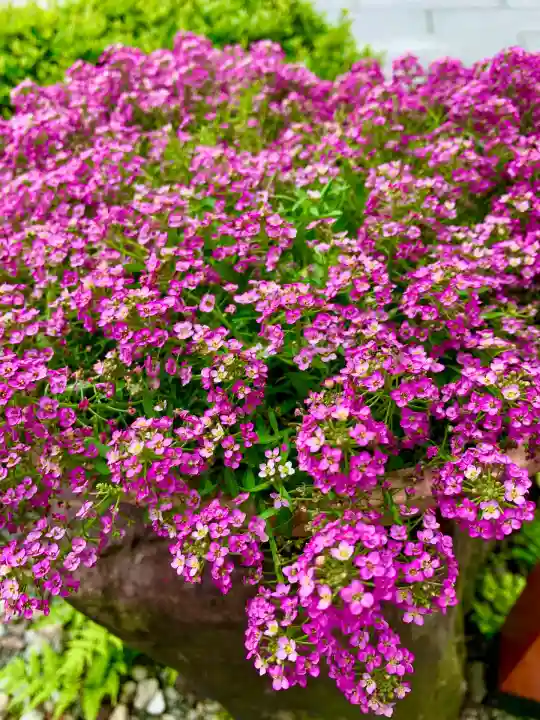 仙台大神宮の自然
