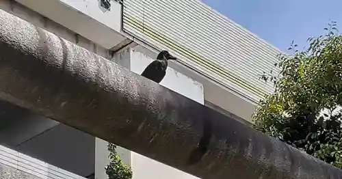 くまくま神社(導きの社 熊野町熊野神社)の動物
