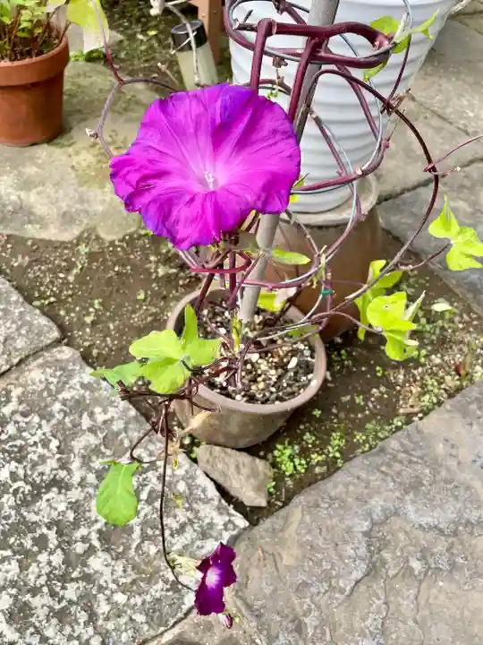 谷中 妙福寺(東京都)