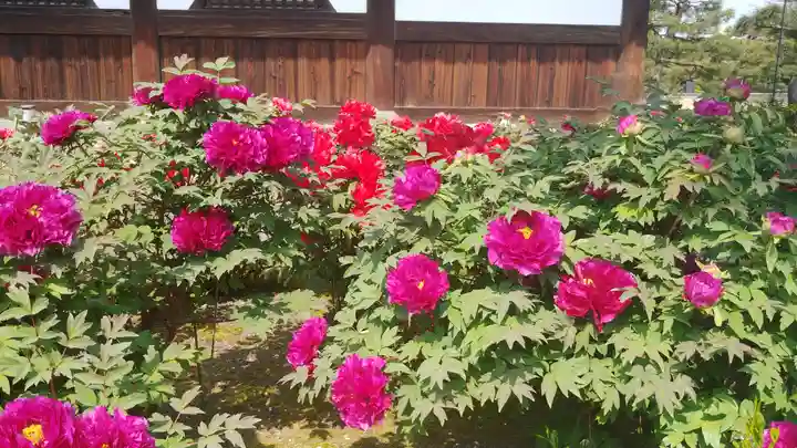 建仁寺(建仁禅寺)の庭園