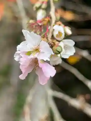 鹿島大神宮の御朱印