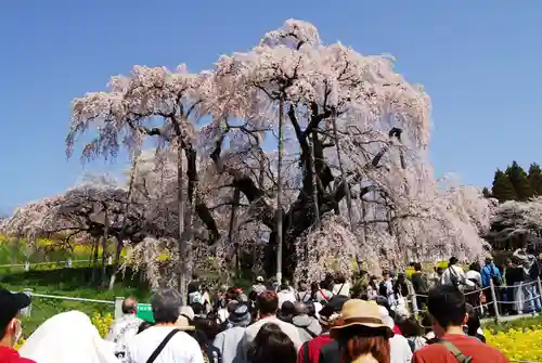 瀧桜神明宮の自然