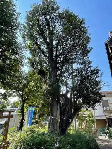 嶺白山神社の自然