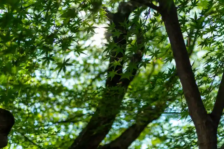車折神社の自然