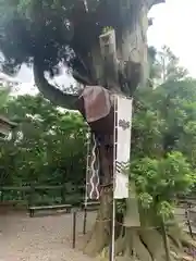 春日神社の自然