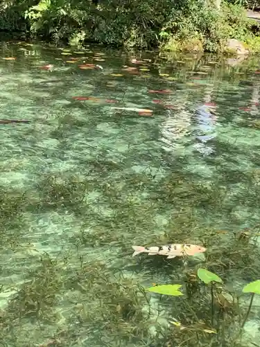 根道神社の動物