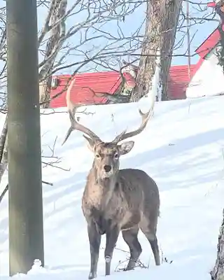 釧路一之宮 厳島神社(北海道)