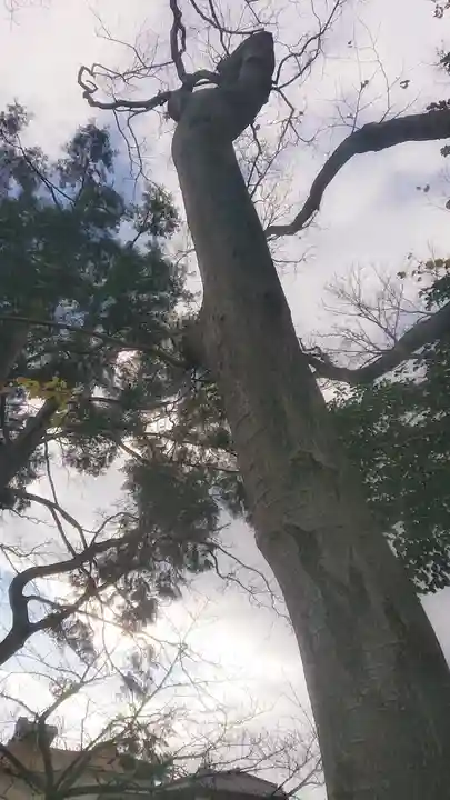 神明社(国府宮神明社)の自然