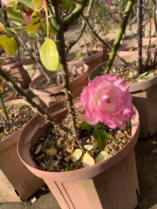 おふさ観音(観音寺)の自然