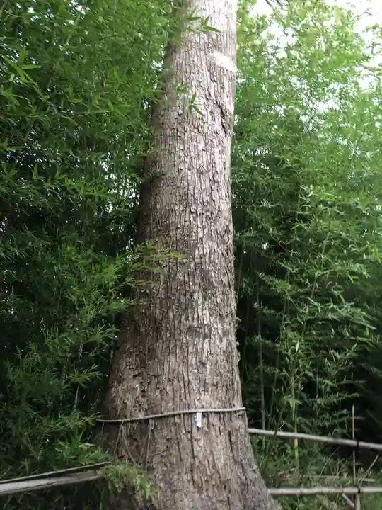 石田神社の自然