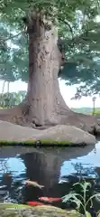 白鳥神社(長野県)