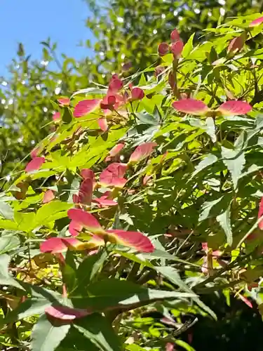 京都乃木神社の自然