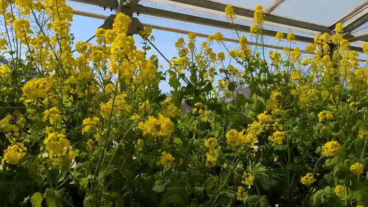 半木神社(賀茂別雷神社境外末社)(京都府)