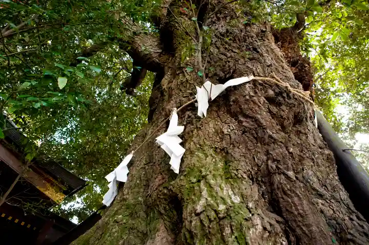 阿蘇神社の自然