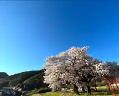 天神宮(伝河原氏屋敷跡)の自然